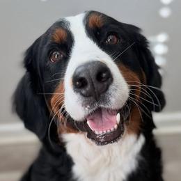 Bernedoodles, Bernese Mountain Dogs, Goldendoodles, and Golden Retrievers from Goldens and Doods of TN