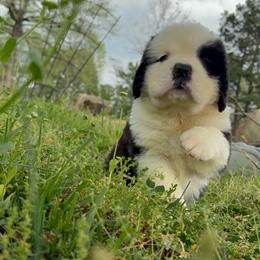 Thunder - Mahogany and white male Saint Bernard puppy in Saltsburg, Pennsylvania from Loyal Ridge Saint Bernards