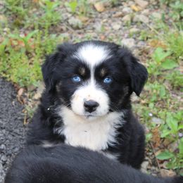 Australian Shepherd Puppies from Moss' Cross Creek Aussie’s