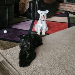 Miniature Schnauzers from Matrix Schnauzers