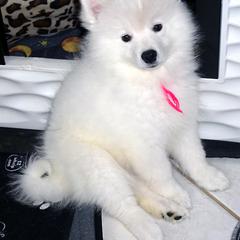Pink - Zsa Zsa - White female American Eskimo Dog puppy in Redlands, Ca, Usa, California from Tribe of Aryelle