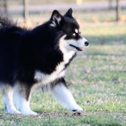 Pomskies from Susan Warnock