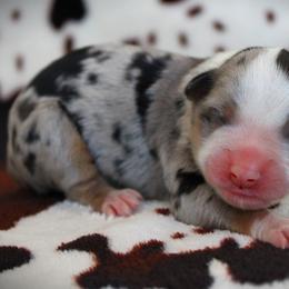 Girl 2 - female Miniature Australian Shepherd puppy in Menomonee Falls, Wisconsin from Hunt N Oaks