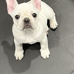 French Bulldog Puppies from Ranch Royale