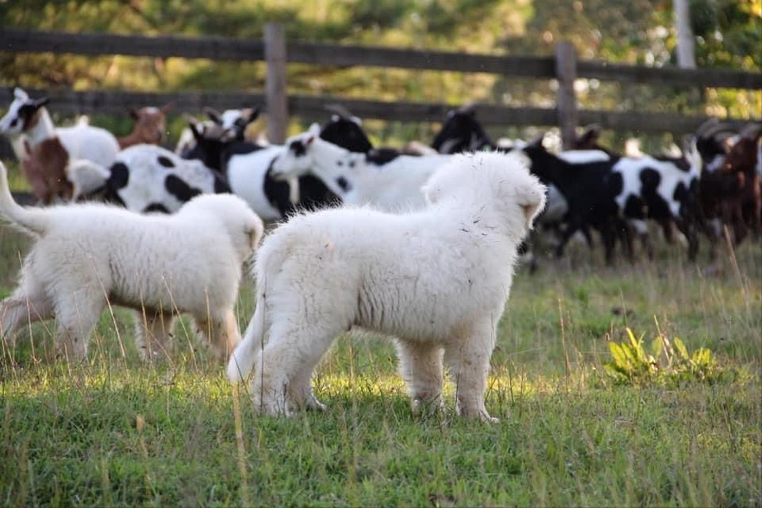 2 Pyr puppies looking over a herd of goats