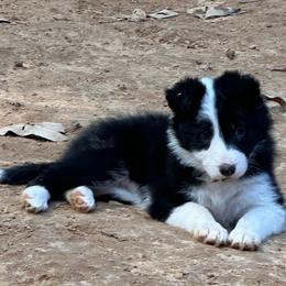 Harmony - Black and white female Border Collie puppy in Jonesboro, Arkansas from Hampton Border Collies