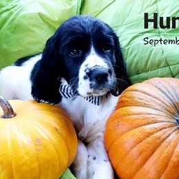 English Springer Spaniel Puppies from Enos Ranch Springer Spaniels