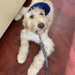 Goldendoodle Puppies from Fire Sky Kennels
