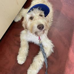 Goldendoodle Puppies from Fire Sky Kennels
