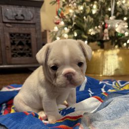 French Bulldog puppies from Mathew Household Frenchies