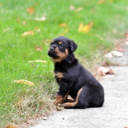 Rottweiler Puppies from Von Fields Rottweiler Kennels