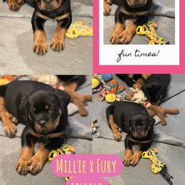 Pink collar female - Black and mahogany female Rottweiler puppy in Birmingham, Alabama from K&B Rotts