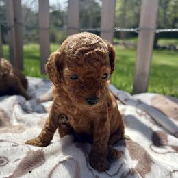 Clover - Red male Cavapoo puppy in Waterford, Connecticut from Family Cavapoos