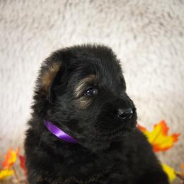 German Shepherd Puppies from Journey's German Shepherds (Kennel Vom Himmel)