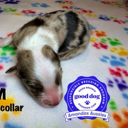 RMM orange collar - Red merle male Australian Shepherd puppy in Greenville, Texas from Amandas Aussies