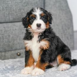 Lucas - Tri-color male Bernedoodle puppy in Dundee, Ohio from Down Home Doodle