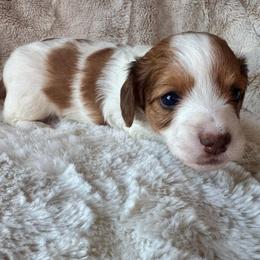 PIPER - Piebald female Dachshund puppy in Holtwood, Pennsylvania from Holly Hill Dachshunds