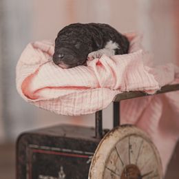 Poodle Puppies from Setting the Standard Poodles