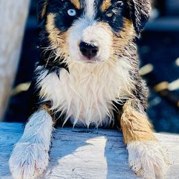 Miniature Australian Shepherd Puppies from Iris’ Island Oasis