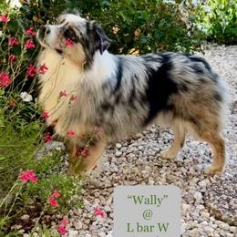 Wally - Miniature Australian Shepherd