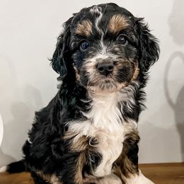 Carol - Black tri-color female Aussiedoodle puppy in Flagstaff, Arizona from Gunstock Doodles