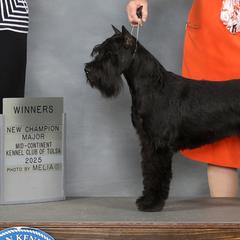 Standard Schnauzers from Genesis Standard Schnauzers
