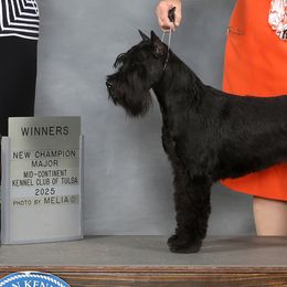 Standard Schnauzers from Genesis Standard Schnauzers