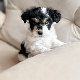 Maltipoo Puppies from Gem Puppies