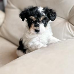 Maltipoo Puppies from Gem Puppies