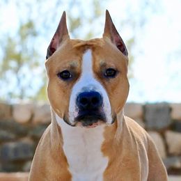Mocha - American Staffordshire Terrier