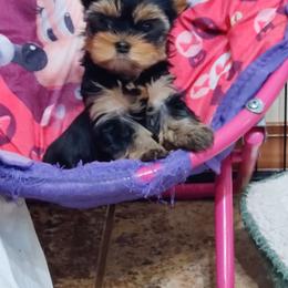 Yorkshire Terrier Puppies from Luxe Yorkshire Terriers