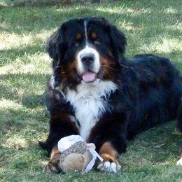 Bernese Mountain Dogs from Encore Bernese Mountain Dogs