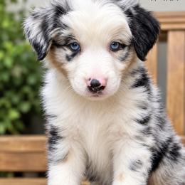 Miniature American Shepherd Puppies from Melissa Medina