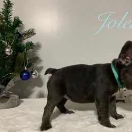 French Bulldog Puppies from Gotts Frenchies