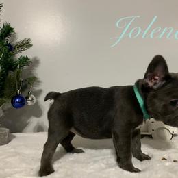 French Bulldog Puppies from Gotts Frenchies
