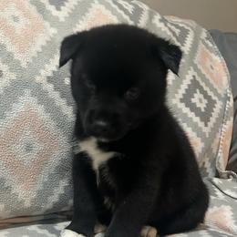 Boy 2 - Black and white male Pomsky puppy in Harpers Ferry, West Virginia from Brandie Kelley
