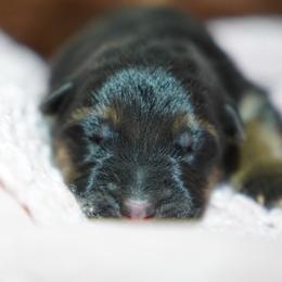 KitKat - Black and red female German Shepherd puppy in Llano, Texas from Von Ark German Shepherds