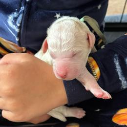 Hank - Yellow and white male Bernedoodle puppy in Sparrows Point, Maryland from Rosie’s Puppies