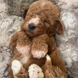 Girl 2 - Red  female Goldendoodle puppy in Ridgewood, New Jersey from Jessie’s Doodles