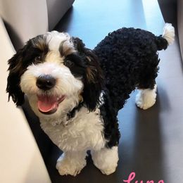 Luna - Bernedoodle
