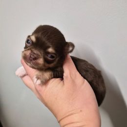 Flik - Chocolate and tan male Chihuahua puppy in Silver Summit, Utah from Snow Peak Kennel