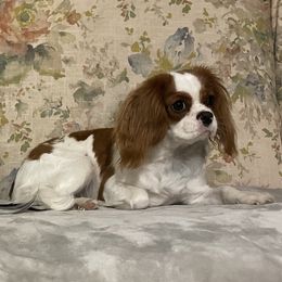 Bambi - Cavalier King Charles Spaniel