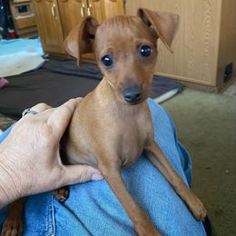 Joy - Red female Miniature Pinscher puppy in Corbett, Oregon from Redhawk Kennels