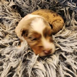 Australian Shepherd Puppies from Steel Magnolia Aussies