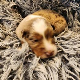 Australian Shepherd Puppies from Steel Magnolia Aussies