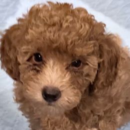 Blue Boy - Red  male Goldendoodle puppy in Spring Branch, Texas from Texas Hill Country Doodles