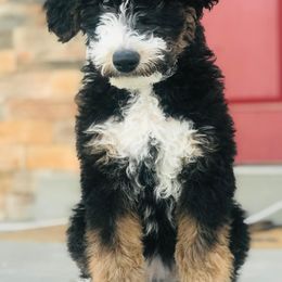 Aussiedoodle and Bernedoodle Puppies from Deer Canyon Family Doodles
