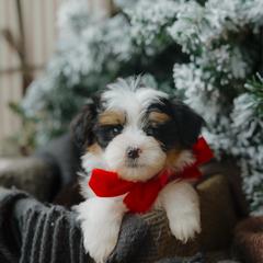 Teddy Bear (Micro) - male Australian Mountain Doodle puppy in Dalton, Ohio from Haven Doodles