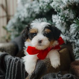 Teddy Bear (Micro) - male Australian Mountain Doodle puppy in Dalton, Ohio from Haven Doodles