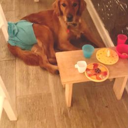 Golden Retriever All Grown Up from Golden Acres LLC